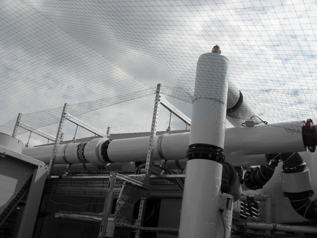 Bird Control in St Albans, Hertfordshire